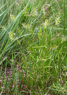 En swetgäärs (Anthoxanthum aristatum)