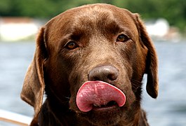 Labrador color chocolate.