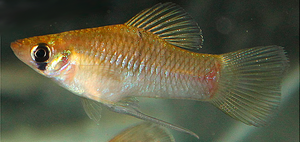 Phallichthys amates