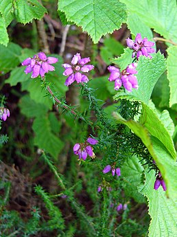 אברש מהמין Erica cinerea בטוברמורי