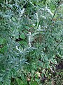 Artemisia vulgaris