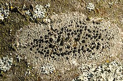 Buellia disciformis met zwarte apothecia