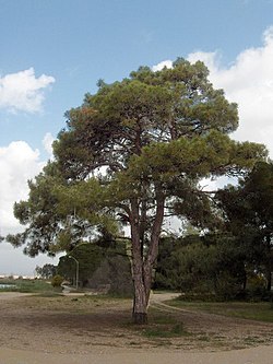 Τραχεία πεύκη