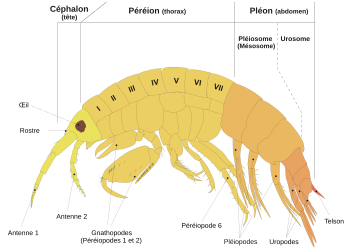 Schéma du corps d’un crustacé amphipode (Amphipoda), ici un Leucothoe incisa. (image vectorielle)