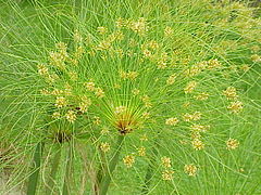 Ombelle avec inflorescences fonctionnelles.