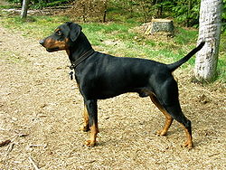 Pinscher alemant