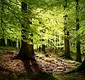 5 octobre 2009 Un léger souffle dans les feuilles... Vous entendez votre respiration au rythme du vent... Vous voilà détendu... C'est maintenant le moment d'aller lire les arbitrages en cours