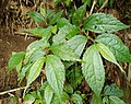 Pilea Pumila