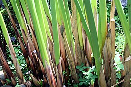 Base d'une touffe de spécimen cultivé avec les anciennes feuilles brunes.