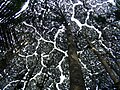 Thumbnail for Crown shyness