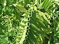 Henbane fruits