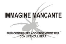 Immagine di Oaphantes pallidulus mancante