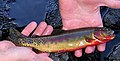 Golden Trout