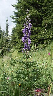 Thumbnail for Aconitum napellus