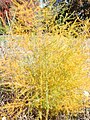 Asparagus in Autumn foliage