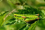 Euthystira brachyptera