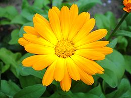 Vaistinė medetka (Calendula officinalis)