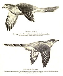 Common hawk-cuckoo resembles a predator, the shikra.[91]