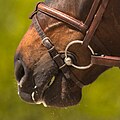 Cheval de race Franches-montagnes équipé d'une muserolle combinée.