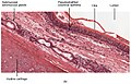 Second cross-section of pseudostratified columnar epithelium