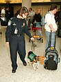 Sniffing dog (Airport)