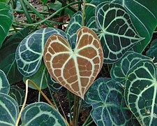 Anthurium clarinervium ✓