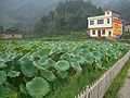 Nelumbo nucifera