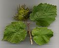 Miniatura para Corylus colurna