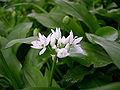 Allium ursinum Flower