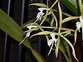 Epidendrum ciliare