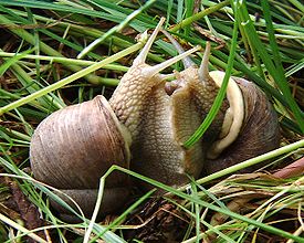 Комсий миталаш (Helix pomatia)