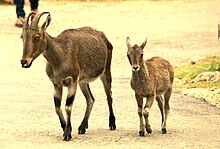 Tahr family.jpg