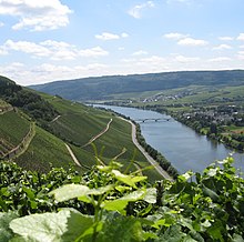 Photographie couleur montrant les coteaux escarpés de la Moselle dans le vignoble allemand. Au premier plan, on distingue des feuilles et vrilles de vitis vinifera ; les vignes vertes sont plantées en pente, zébrées par les murs de soutènement et les chemins qui montent en zig-zag. En fond de vallée, la Moselle coule sous un pont face à un village