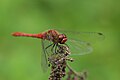 English: Sympetrum sanguineum, male.