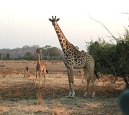 Thornicroft-zsiráf (Giraffa camelopardalis thornicrofti) tehén és borja