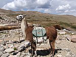 Pack llama, Rocky Mountain National Park, Colorado