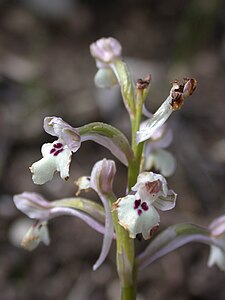 Anacamptis israelitica