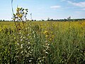 Image 17Plants of the Midewin National Tallgrass Prairie in Will County. Tallgrass prairie once covered around two-thirds of Illinois. Midewin is the only federal tallgrass prairie preserve east of the Mississippi River. Photo credit: User:Alanscottwalker (from Portal:Illinois/Selected picture)