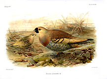 Madagascar Sandgrouse