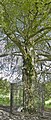 Autograph Tree, Coole Park