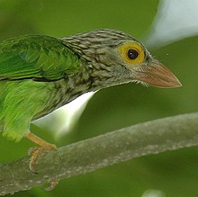 Stribarbulo (Megalaima lineata)