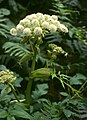 Angelica, containing phytoestrogens, has long been used for gynaecological disorders.