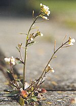 Thumbnail for Arabidopsis thaliana