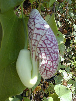 Aristolochia littoralis