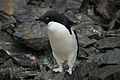 Coronation Island, South Orkney, Antarctica