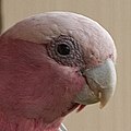 male Galah