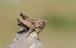 Tetrix bipunctata – Weibchen