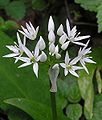 Allium ursinum Bloom