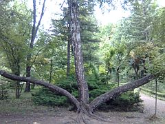 Inside Dendropark