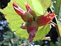 Miniatura para Corylus maxima